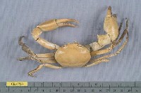 藏品(長手隆背蟹)的圖片